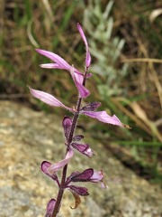 Syncolostemon
