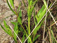 Syncolostemon
