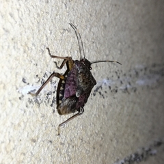 Halyomorpha halys