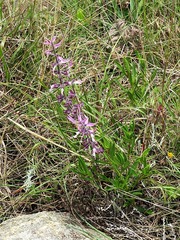 Syncolostemon