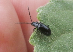 Diabrotica cristata