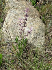 Syncolostemon