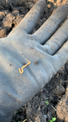 Haplophilus subterraneus