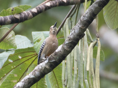 Melanerpes hoffmannii