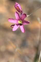 Ixia latifolia