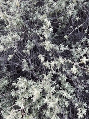 Buddleja scordioides