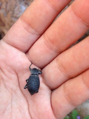 Cryptoglossa variolosa