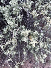 Buddleja scordioides