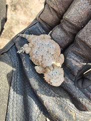 Phrynosoma platyrhinos