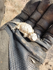 Phrynosoma platyrhinos