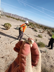 Phrynosoma platyrhinos