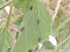 Cuerna striata