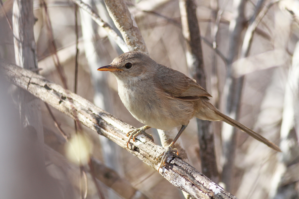 Subdesert Brush-Warbler photo