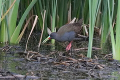 Pardirallus sanguinolentus