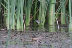 Phleocryptes melanops