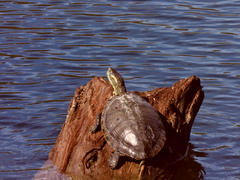 Trachemys hartwegi