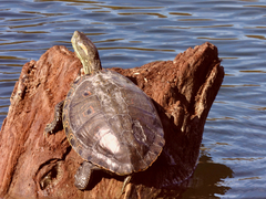 Trachemys hartwegi