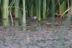 Phleocryptes melanops