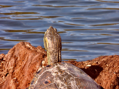 Trachemys hartwegi