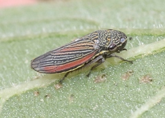 Cuerna striata