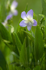 Viola elatior