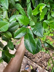 Coccoloba pyrifolia
