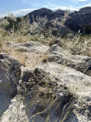 Eragrostis lehmanniana