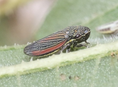 Cuerna striata