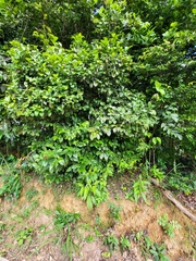 Coccoloba pyrifolia