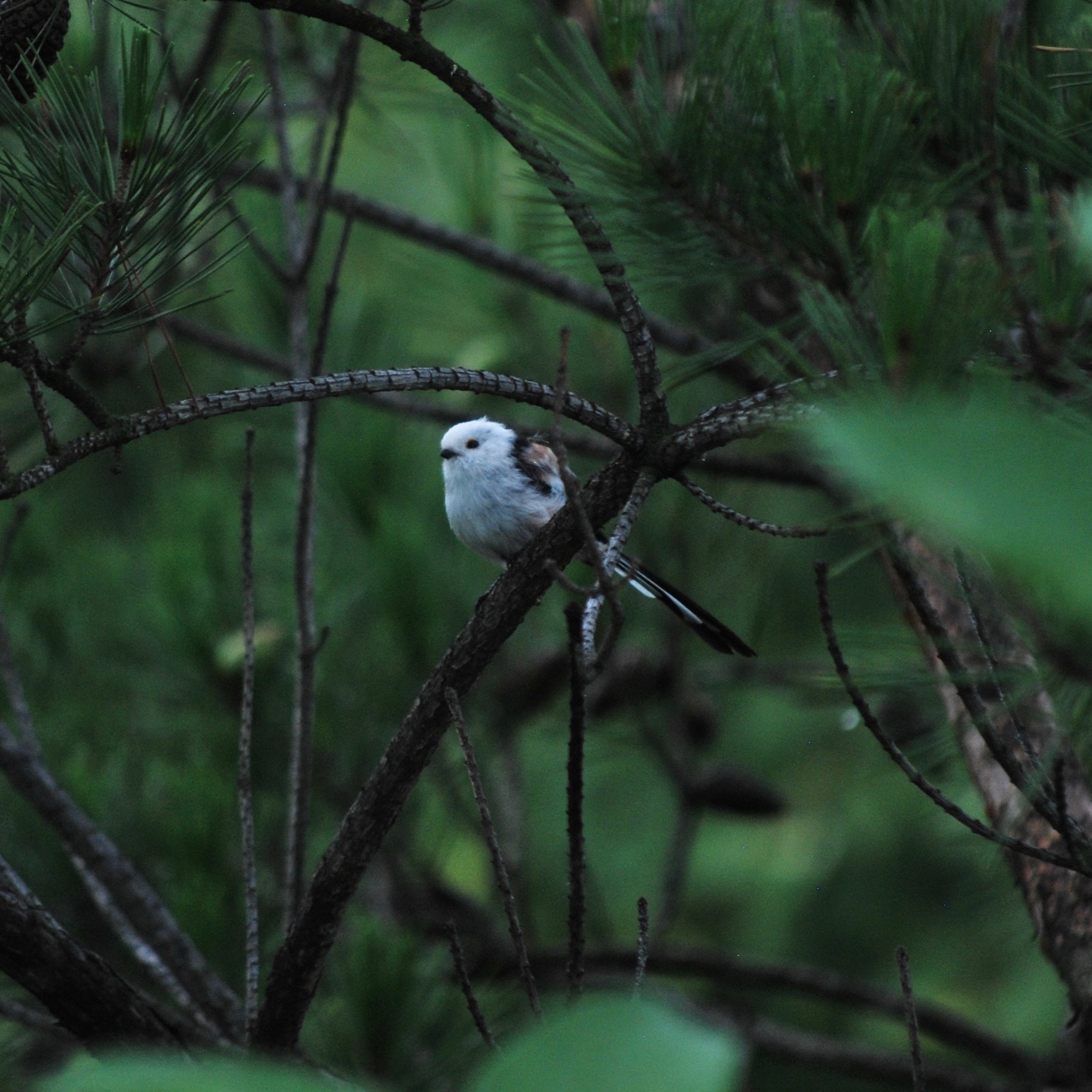 Long-tailed Tit