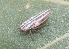 Cuerna striata