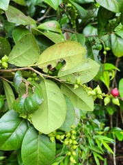 Coccoloba pyrifolia