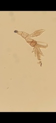 Staphylinidae