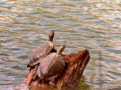 Trachemys hartwegi