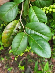 Coccoloba pyrifolia
