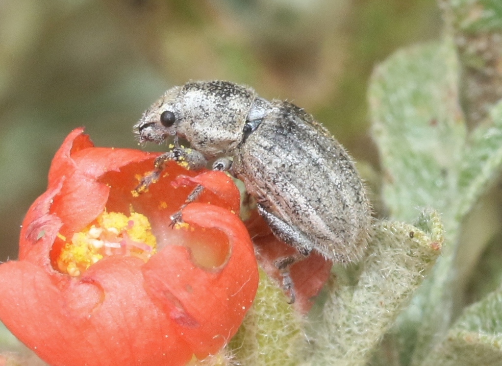 Mesagroicus minor