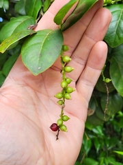 Coccoloba pyrifolia