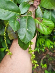 Coccoloba pyrifolia