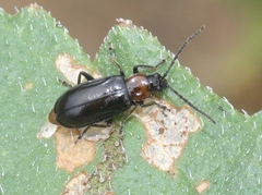 Diabrotica cristata