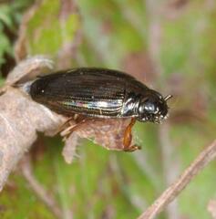 Gyrinus