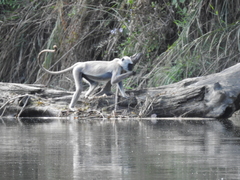 Semnopithecus schistaceus