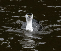 Phalacrocorax varius varius