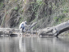 Semnopithecus schistaceus