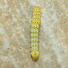 Alypiodes bimaculata