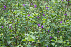 Stachytarpheta jamaicensis