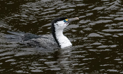 Phalacrocorax varius varius