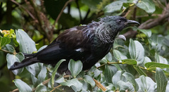 Prosthemadera novaeseelandiae