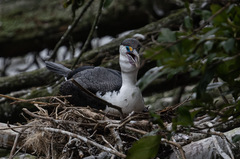 Phalacrocorax varius varius