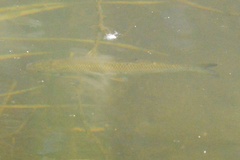 Scardinius erythrophthalmus