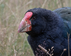 Porphyrio hochstetteri